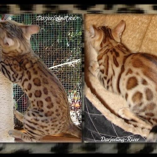 Eleveur de bengal et sacré de birmanie