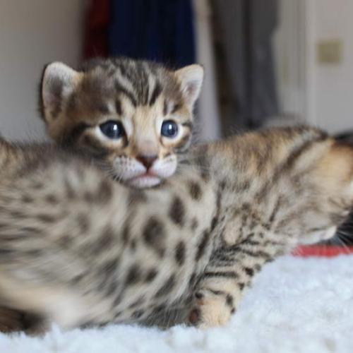 Eleveur : Divine Idylle