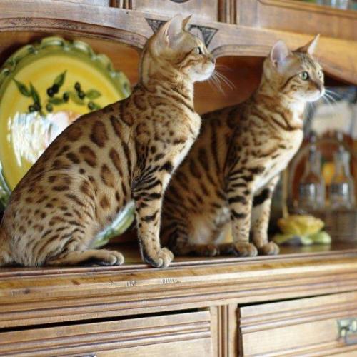 Eleveur : CHATTERIE RADJAHS BENGAL