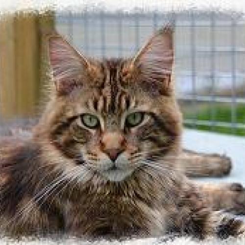 Eleveur : chatterie du cooncalypsos