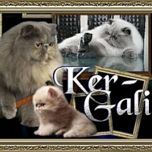 Eleveur : ker-galic's cattery
