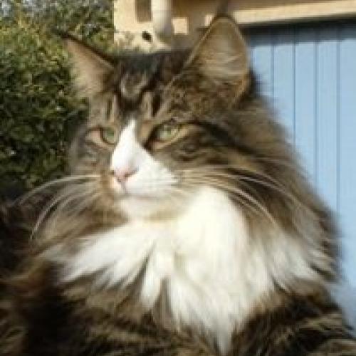 Élevage : de keyster fjord