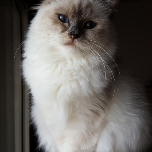 Élevage : birman (sacré de birmanie)