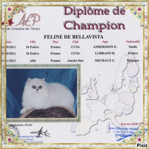 Eleveur : chatterie de bellavista