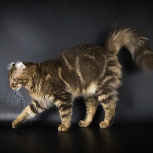 Eleveur : Chatterie Arcencielcirou