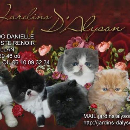 Eleveur : chatterie les jardins d alyson