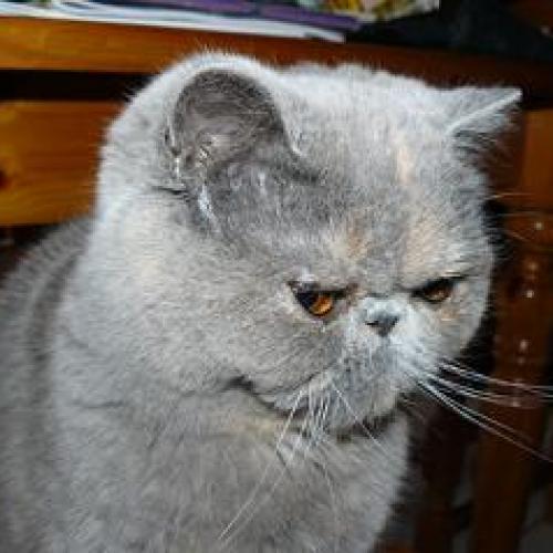 Eleveur : chatterie le Berceau des Fées