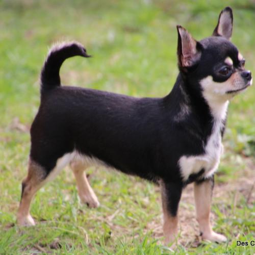 Eleveur : Des Contes de Varmos