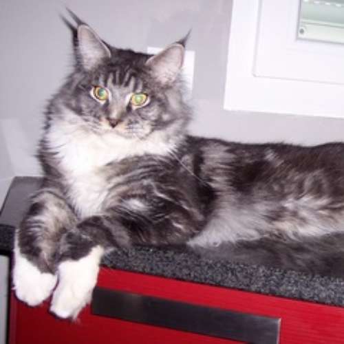 Eleveur : chatterie de la plaine du nord