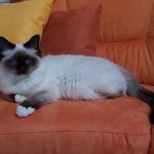 Eleveur : Hocus-Pocus