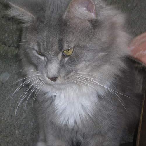 Eleveur : chatterie de la bastide du grenadier