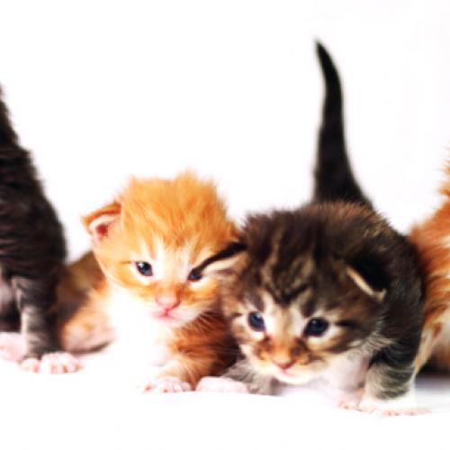 Élevage : maine coon