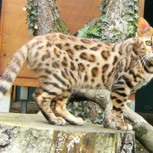 Eleveur : Roche Blanche