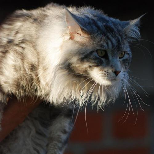Élevage : maine coon