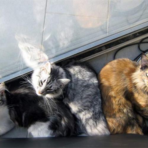 Élevage : chat norvégien