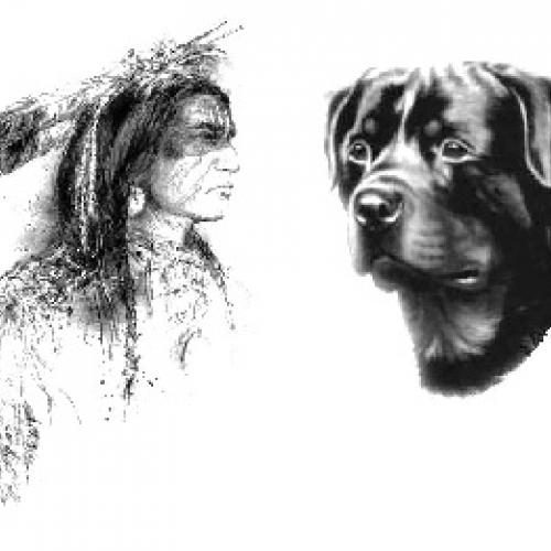 Élevage : rottweiler