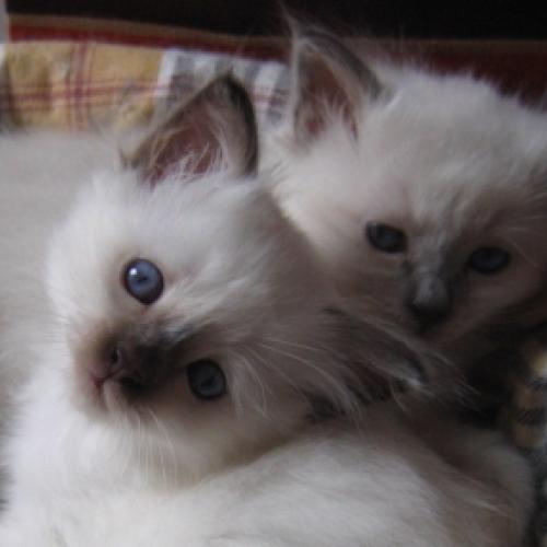 Eleveur : CHATTERIE DU BOSSUET PERRIERES