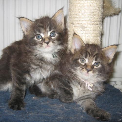 Eleveur : Chatterie des Rois d'Antan