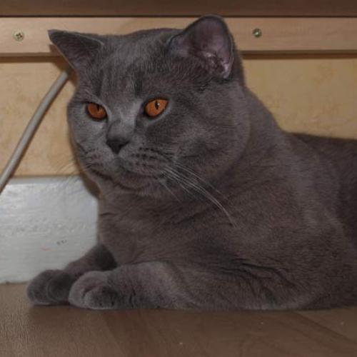 Élevage : british shorthair