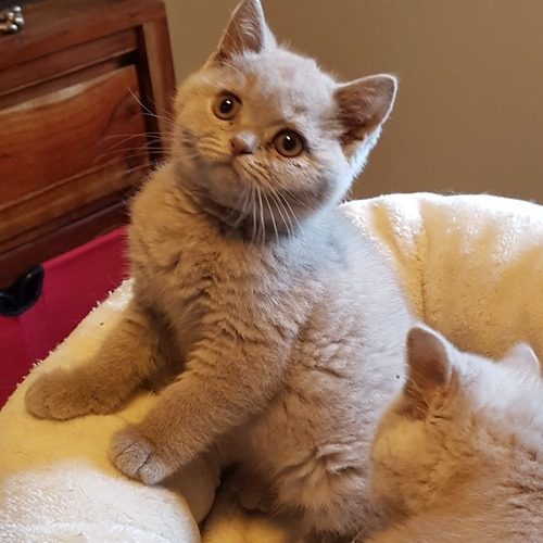 British du Clos des Sistres