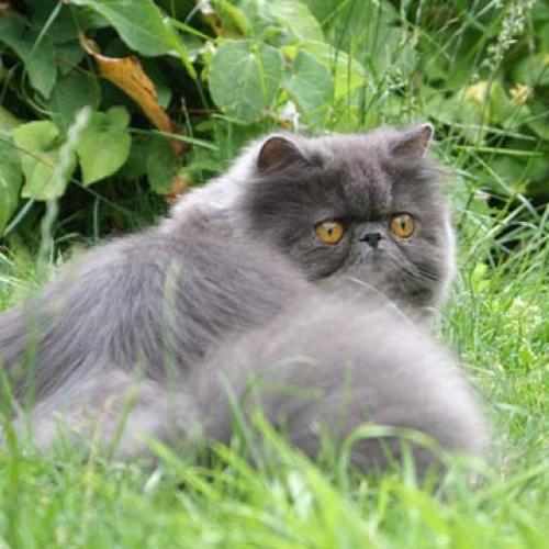 Eleveur : Chatterie du PAIRI DAEZA