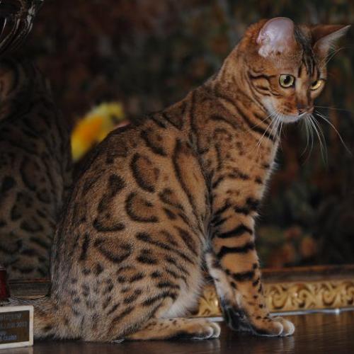 Eleveur : Les Griffes de Feu