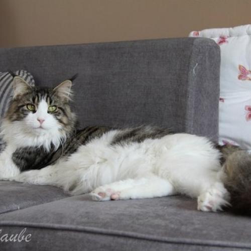 Eleveur : Chatterie des Rives de l'Aube