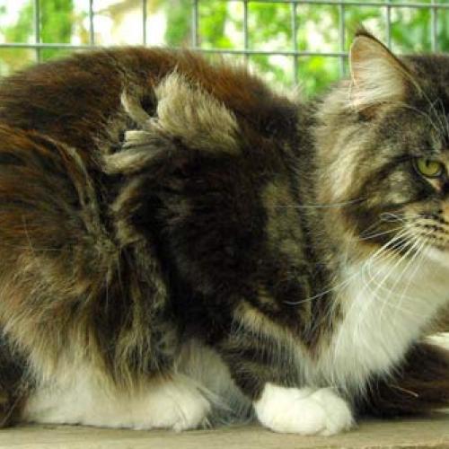 Eleveur : Chatterie du Paradis aux Oiseaux