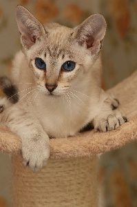 la chatterie du gue aux biches