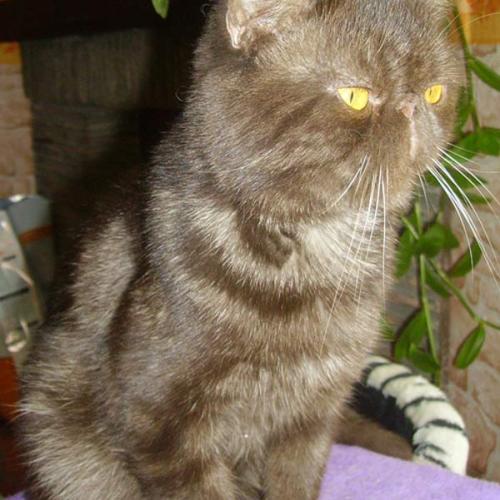 Eleveur : élevage familial