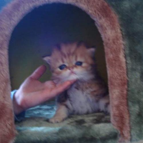 Eleveur : Les Feux de Beltane