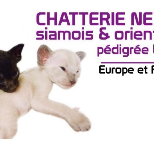 Élevage : siamois (colourpoint shorthair) oriental shorthair