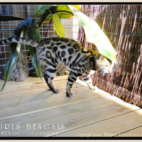 Eleveur : JESSICA MARTINEZ