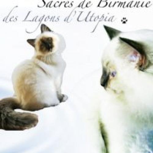 Élevage : birman (sacré de birmanie)