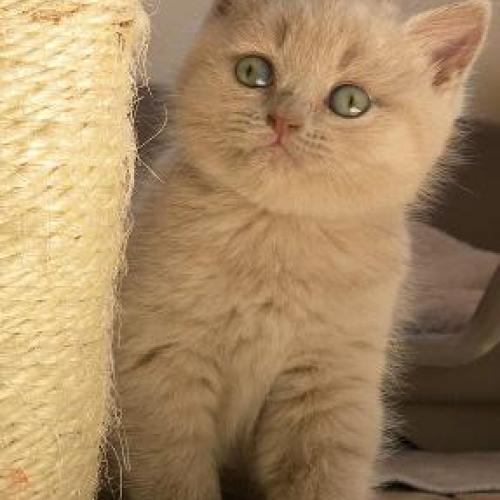 Eleveur : Elevage de Nath à Chats