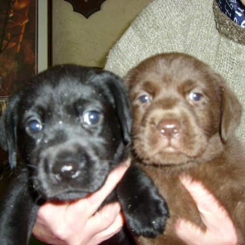 Eleveur : du marais de la sangsurière