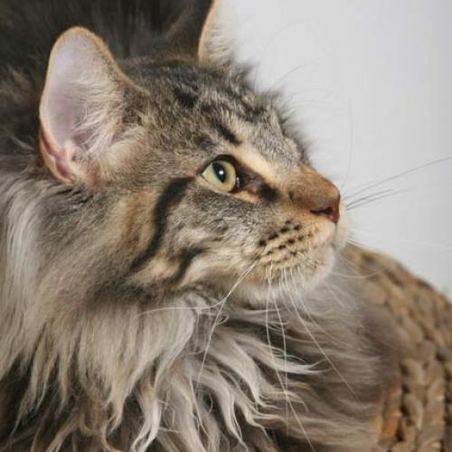 Eleveur : elevage de maine-coon