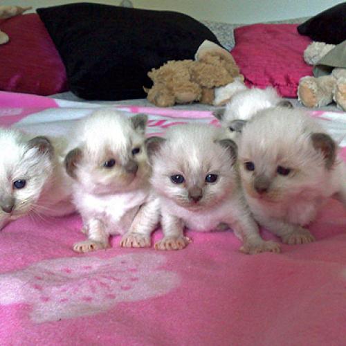 Élevage : birman (sacré de birmanie)