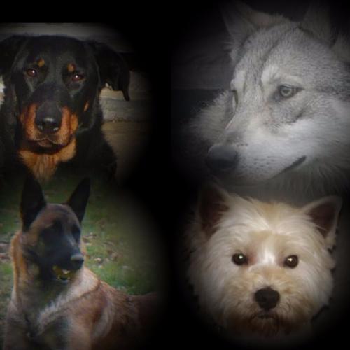 Eleveur : Des Beaucemalous