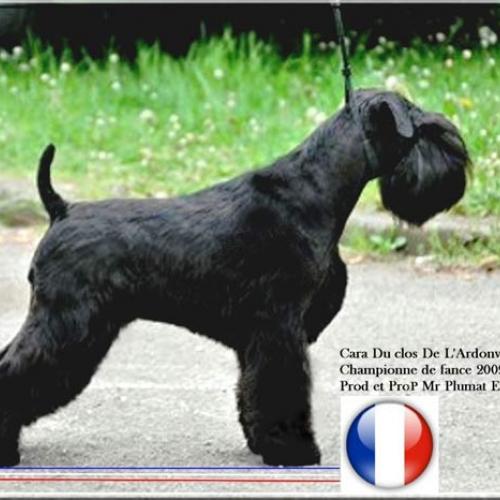 Élevage : schnauzer nain