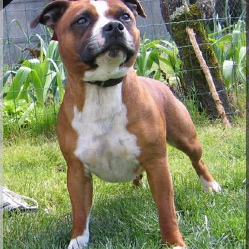 Élevage : staffordshire bull terrier