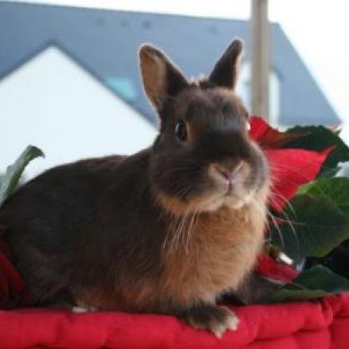 Élevage : lapin nain