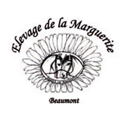 Élevage : selle français