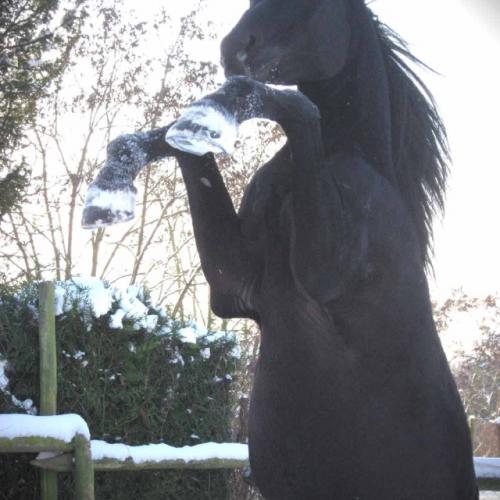 Eleveur : HARAS D'ELINCOURT