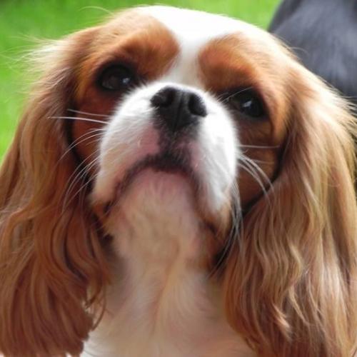 Eleveur : Du Royaume de Vénus