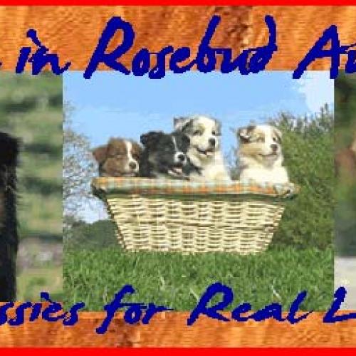 Eleveur : AUFROY MARTINE