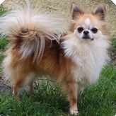 Eleveur : elevage du doux mystère