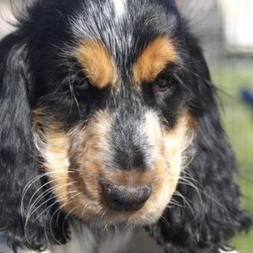 Eleveur : Ar Ti Marellek