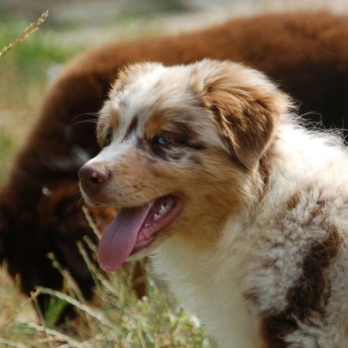 Élevage : berger australien