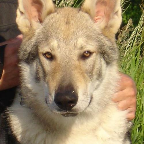 Eleveur : Anne Lemaire Elevage De L'Ame des Loups